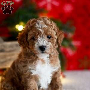 Tracey, Miniature Poodle Puppy